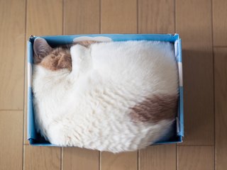 Обои кошка, спит, дом, коробка, cat, sleeping, house, box разрешение 2048x1419 Загрузить