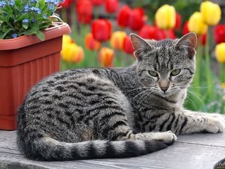 Обои цветы, кот, кошка, лежит, полосатый, flowers, cat, lies, striped разрешение 2048x1416 Загрузить