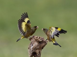 Обои природа, птицы, щегол, щеглы, ссора, nature, birds, goldfinch, goldfinches, fight разрешение 2048x1342 Загрузить