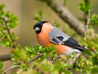 Обои листья, ветки, птица, клюв, снегирь, leaves, branches, bird, beak, bullfinch разрешение 2048x1538 Загрузить