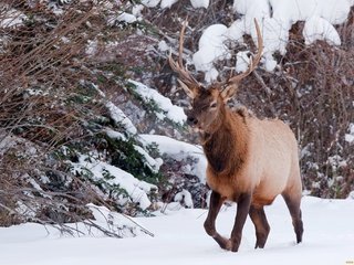 Обои снег, природа, лес, олень, зима, рога, snow, nature, forest, deer, winter, horns разрешение 2048x1375 Загрузить