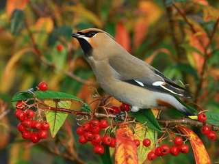 Обои ветка, птицы, ягоды, свиристель, branch, birds, berries, the waxwing разрешение 2048x1366 Загрузить