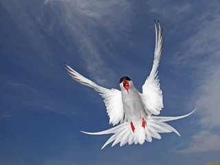 Обои полет, крылья, чайка, птица, перья, полярная крачка, flight, wings, seagull, bird, feathers, arctic tern разрешение 2048x1505 Загрузить