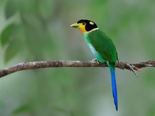 Обои ветка, фон, птица, длиннохвостый ширококлюв, branch, background, bird, long-tailed sirococcus разрешение 2048x1323 Загрузить