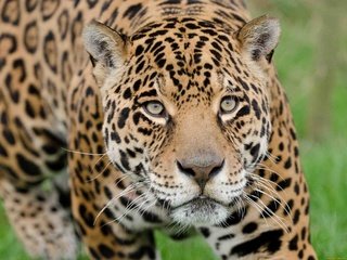 Обои морда, взгляд, хищник, ягуар, дикая кошка, face, look, predator, jaguar, wild cat разрешение 2560x1920 Загрузить