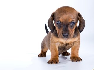 Обои взгляд, собака, щенок, малыш, такса, look, dog, puppy, baby, dachshund разрешение 2200x1467 Загрузить