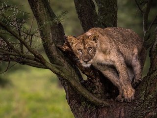 Обои природа, дерево, взгляд, лев, львёнок, nature, tree, look, leo, lion разрешение 2048x1280 Загрузить