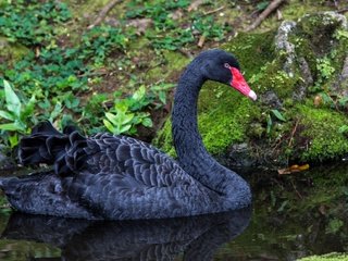 Обои вода, природа, черный, птицы, лебедь, water, nature, black, birds, swan разрешение 1960x1151 Загрузить