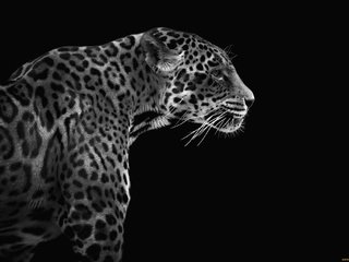 Обои фон, леопард, хищник, профиль, background, leopard, predator, profile разрешение 2048x1367 Загрузить