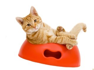 Обои кот, котенок, рыжий, миска, cat, kitty, red, bowl разрешение 2048x1361 Загрузить