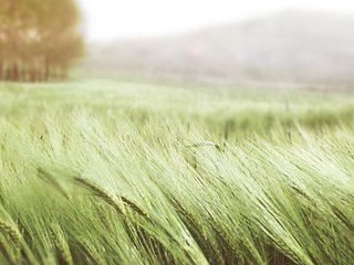 Обои поле, лето, колосья, пшеница, колоски, ветер, field, summer, ears, wheat, spikelets, the wind разрешение 2560x1600 Загрузить