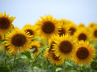 Обои небо, цветы, лето, подсолнухи, желтые, the sky, flowers, summer, sunflowers, yellow разрешение 1920x1200 Загрузить