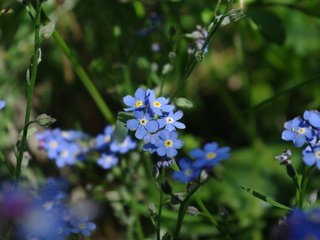 Обои цветы, макро, стебли, незабудки, flowers, macro, stems, forget-me-nots разрешение 3872x2592 Загрузить