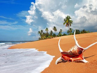 Обои море, пляж, тропики, раковина, sea, beach, tropics, sink разрешение 5616x3744 Загрузить