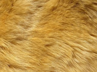 Обои желтый мех, yellow fur разрешение 2560x1440 Загрузить