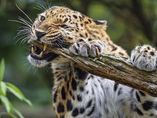 Обои леопард, животное, леопард грызет палку, leopard, animal, leopard chewing on a stick разрешение 1920x1080 Загрузить