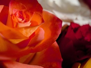 Обои цвета, макро, розы, роза, лепестки, букет, color, macro, roses, rose, petals, bouquet разрешение 1920x1080 Загрузить