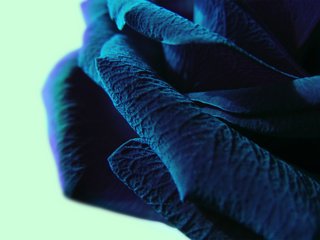 Обои макро, синий цвет, крупные лепестки, macro, blue color, large petals разрешение 2560x1600 Загрузить