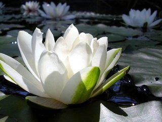 Обои цветы, вода, лилия, лотос, белая, кувшинка, водяная, нимфея, водяная лилия, flowers, water, lily, lotus, white, nymphaeum, water lily разрешение 1920x1080 Загрузить