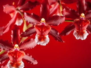 Обои лепестки, экзотика, орхидеи, petals, exotic, orchids разрешение 1920x1080 Загрузить