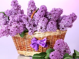 Обои цветы, листья, ветки, весна, корзина, сирень, бант, flowers, leaves, branches, spring, basket, lilac, bow разрешение 1920x1080 Загрузить