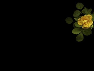 Обои минимализм, черный фон, желтая роза, minimalism, black background, yellow rose разрешение 2560x1600 Загрузить