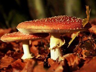 Обои природа, листья, макро, осень, грибы, мухоморы, nature, leaves, macro, autumn, mushrooms, amanita разрешение 1920x1200 Загрузить