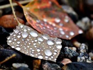 Обои камни, листья, капли, stones, leaves, drops разрешение 2560x1600 Загрузить