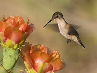 Обои природа, фон, пейзаж, цветок, птица, колибри, nature, background, landscape, flower, bird, hummingbird разрешение 1920x1200 Загрузить