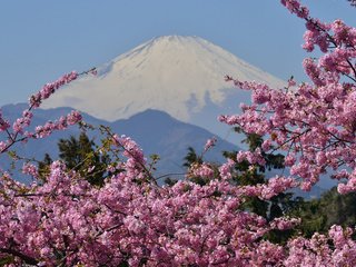 Обои цветение, гора, сакура, вулкан, японии, фудзияма, гора фудзи, flowering, mountain, sakura, the volcano, japan, fuji, mount fuji разрешение 1920x1200 Загрузить