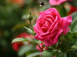 Обои бутоны, роза, шмель, buds, rose, bumblebee разрешение 2560x1600 Загрузить