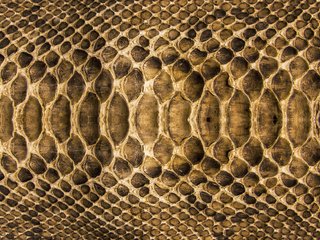 Обои текстура, змея, кожа, расцветка, чешуя, texture, snake, leather, colors, scales разрешение 2560x1600 Загрузить