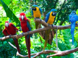 Обои попугаи, parrots разрешение 2400x1350 Загрузить