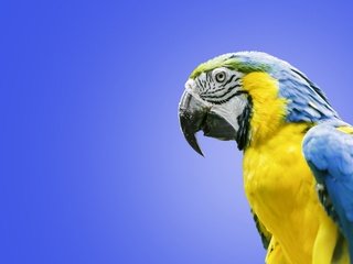 Обои птица, попугай, ара, сине-жёлтый ара, bird, parrot, ara, blue-and-yellow macaw разрешение 2560x1600 Загрузить