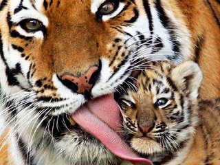 Обои тигр, любовь, кошки, тигренок, хищники, позитив, материнская, tiger, love, cats, predators, positive, maternal разрешение 1920x1080 Загрузить
