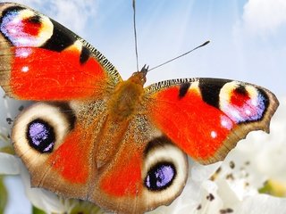 Обои небо, цветы, бабочка, крупным планом, the sky, flowers, butterfly, closeup разрешение 2560x1600 Загрузить