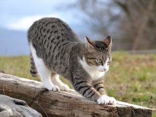 Обои кошка, на, потягивается, бревне, cat, on, stretching, log разрешение 1920x1080 Загрузить