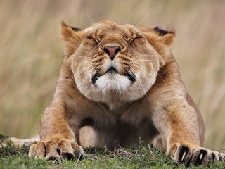 Обои хищник, львица, лежа, подтягивается, predator, lioness, lying, pulled разрешение 1920x1200 Загрузить