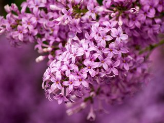 Обои макро, сирень, гроздь, macro, lilac, bunch разрешение 1920x1200 Загрузить