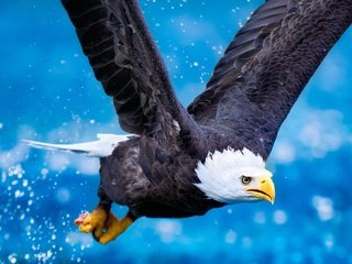 Обои заставка орла в полете, screensaver eagle in flight разрешение 1920x1200 Загрузить