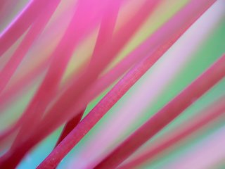 Обои фон, розовые, стебли, background, pink, stems разрешение 1920x1200 Загрузить