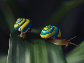 Обои макро, лист, улитки, macro, sheet, snails разрешение 2048x1365 Загрузить