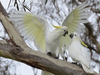 Обои ветка, птицы, попугай, большой желтохохлый какаду, branch, birds, parrot, big jeltuhay cockatoo разрешение 1920x1200 Загрузить