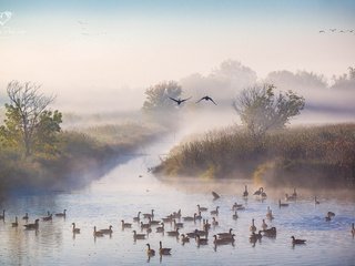 Обои река, утро, туман, осень, утки, октябрь, river, morning, fog, autumn, duck, october разрешение 1920x1200 Загрузить