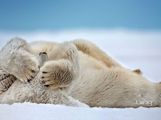 Обои снег, сша, белый медведь, аляска, море бофорта, мыс барроу, snow, usa, polar bear, alaska, the beaufort sea, point barrow разрешение 1920x1200 Загрузить