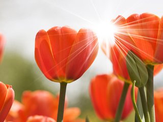 Обои цветы, природа, бутоны, тюльпаны, flowers, nature, buds, tulips разрешение 1920x1080 Загрузить