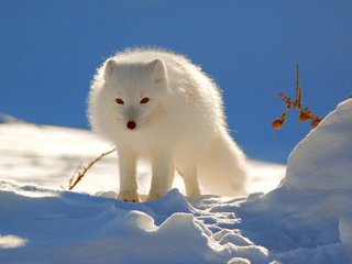 Обои снег, зима, песец, полярная лисица, snow, winter, fox, polar fox разрешение 2560x1600 Загрузить