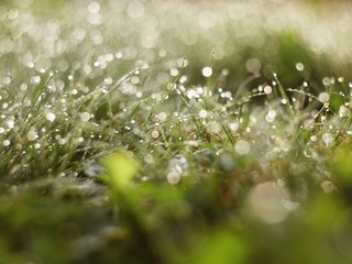 Обои трава, зелень, зелёный, роса, капли, грин, grass, greens, green, rosa, drops разрешение 3446x2109 Загрузить