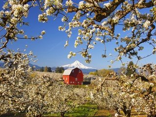 Обои деревья, пейзаж, гора, сад, дом, весна, яблони, trees, landscape, mountain, garden, house, spring, apple разрешение 1920x1200 Загрузить