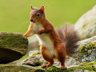 Обои камни, животные, пушистый, мох, белка, хвост, грызун, stones, animals, fluffy, moss, protein, tail, rodent разрешение 1920x1200 Загрузить